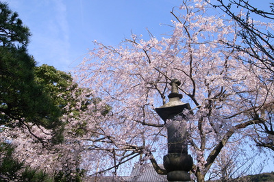 鎌倉本覚寺　しだれ桜